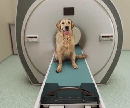 Ressonância magnética em cães