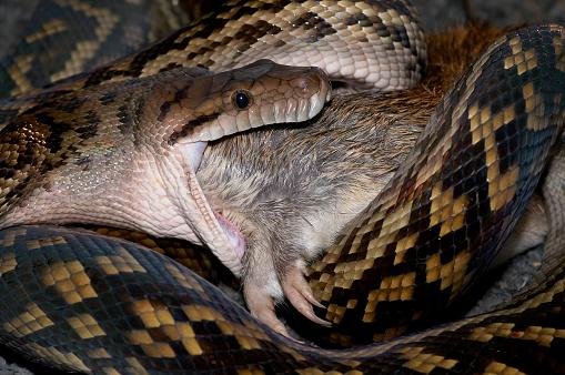 Como cobras Píton podem engolir animais enormes? - Olhar Digital