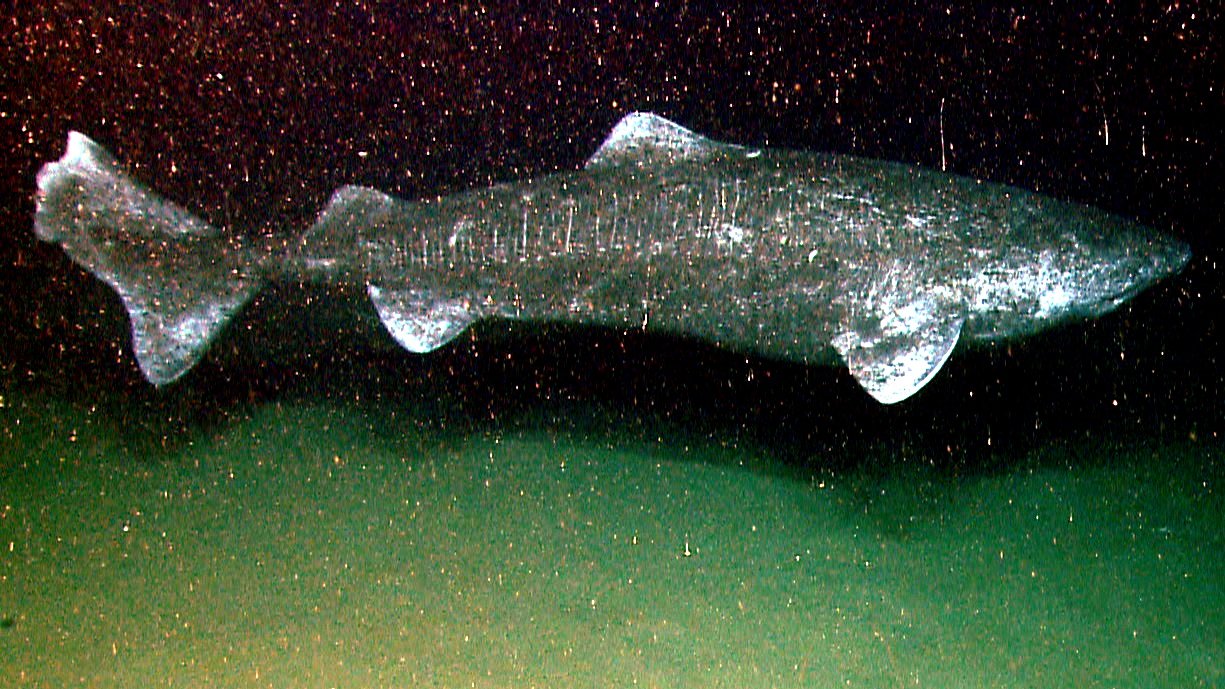 O tubarão-da-groenlândia não costuma ser visto em águas rasas. (Foto: Wikimedia Commons)