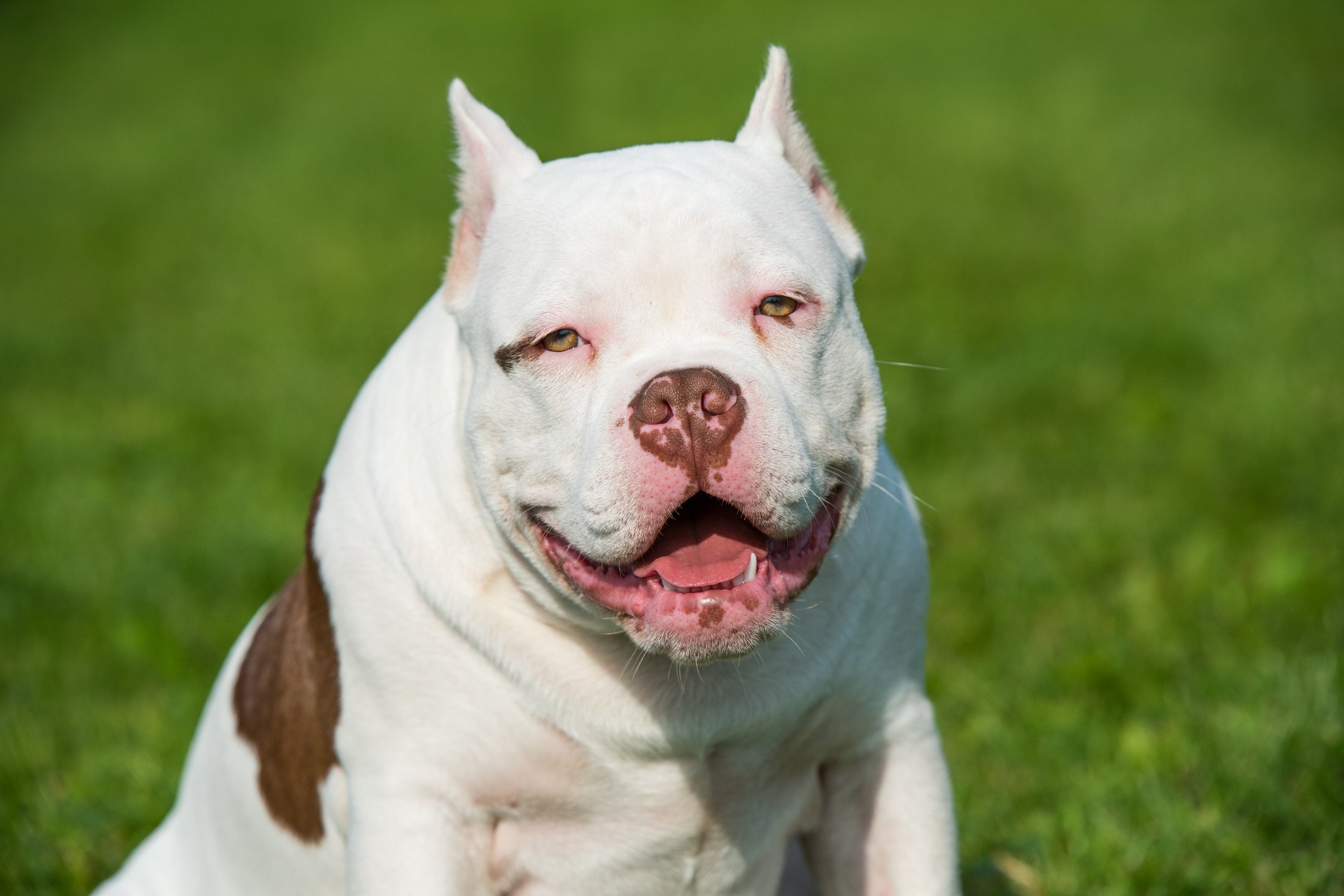 Bully XL — a raça de cães que o Reino Unido quer proibir devido a