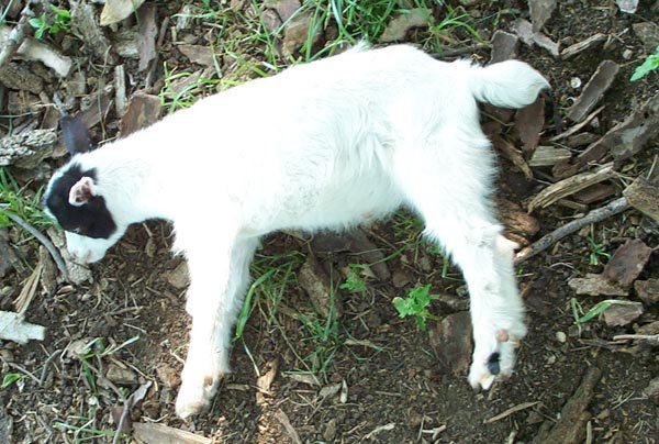 Cabra em estado de miotonia. (Fonte: Wikimedia Commons)