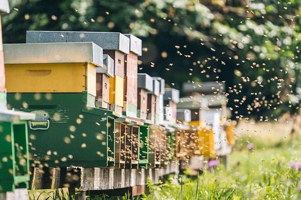 Segundo o Ministério da Saúde, houveram 303 acidentes fatais com abelhas entre no Brasil  2017 e 2022. (Fonte: GettyImages/Reprodução)