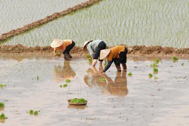 Plantação de arroz na China. (Fonte: Getty Images)