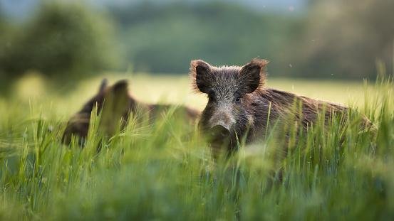 (Fonte: Getty Images)