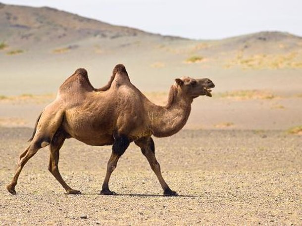 Corcovas não armazenam água, mas são fundamentais para a sobrevivência de camelos. (Fonte: GettyImages/Reprodução)
