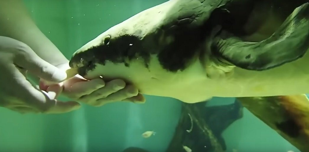 Matusalém sendo alimentado no Steinhart Aquarium. (Fonte: YouTube - California Academy of Sciences / Reprodução)
