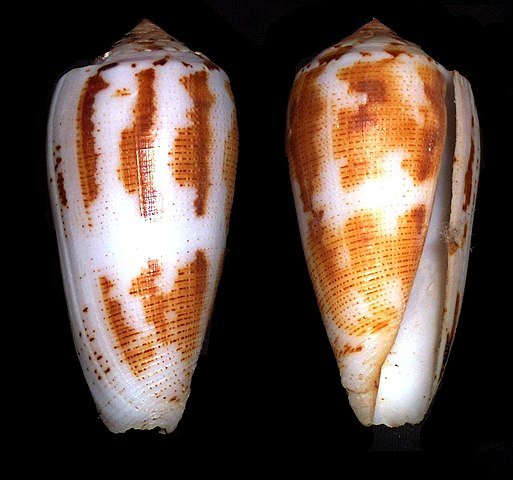 Casco de um Conus magus. (Fonte: WikimediaCommons/Reprodução)