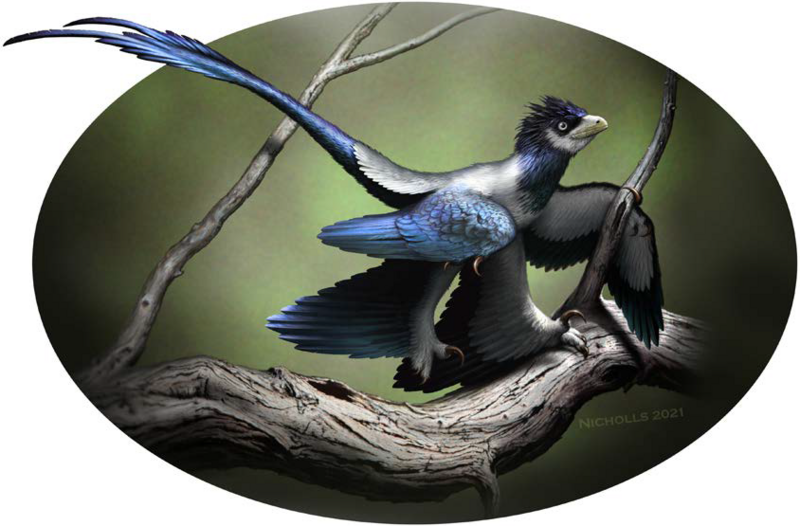 Representação de um Wulong, dinossauros alados tem muito em comum com pássaros atuais. (Fonte: Wikimedia Commons/Reprodução)