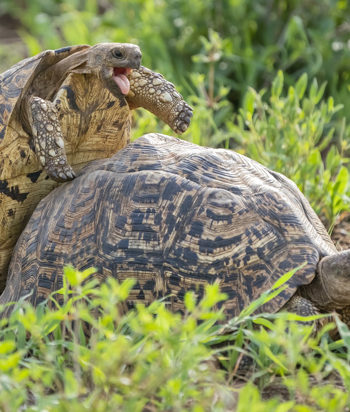 6 fatos surpreendentes sobre o sexo animal - Mega Curioso