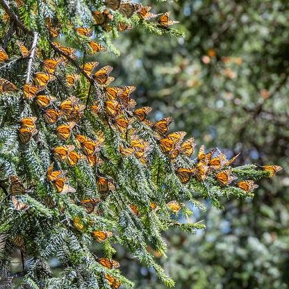 Grupo de borboletas-monarca. (Fonte: GettyImages/Reprodução)