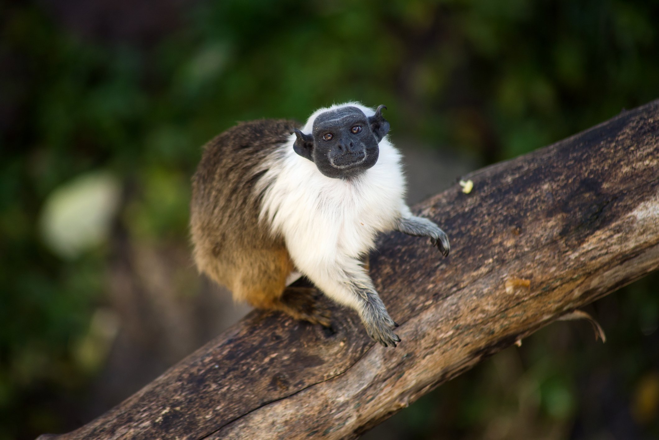 10 comportamentos surpreendentemente humanos em macacos