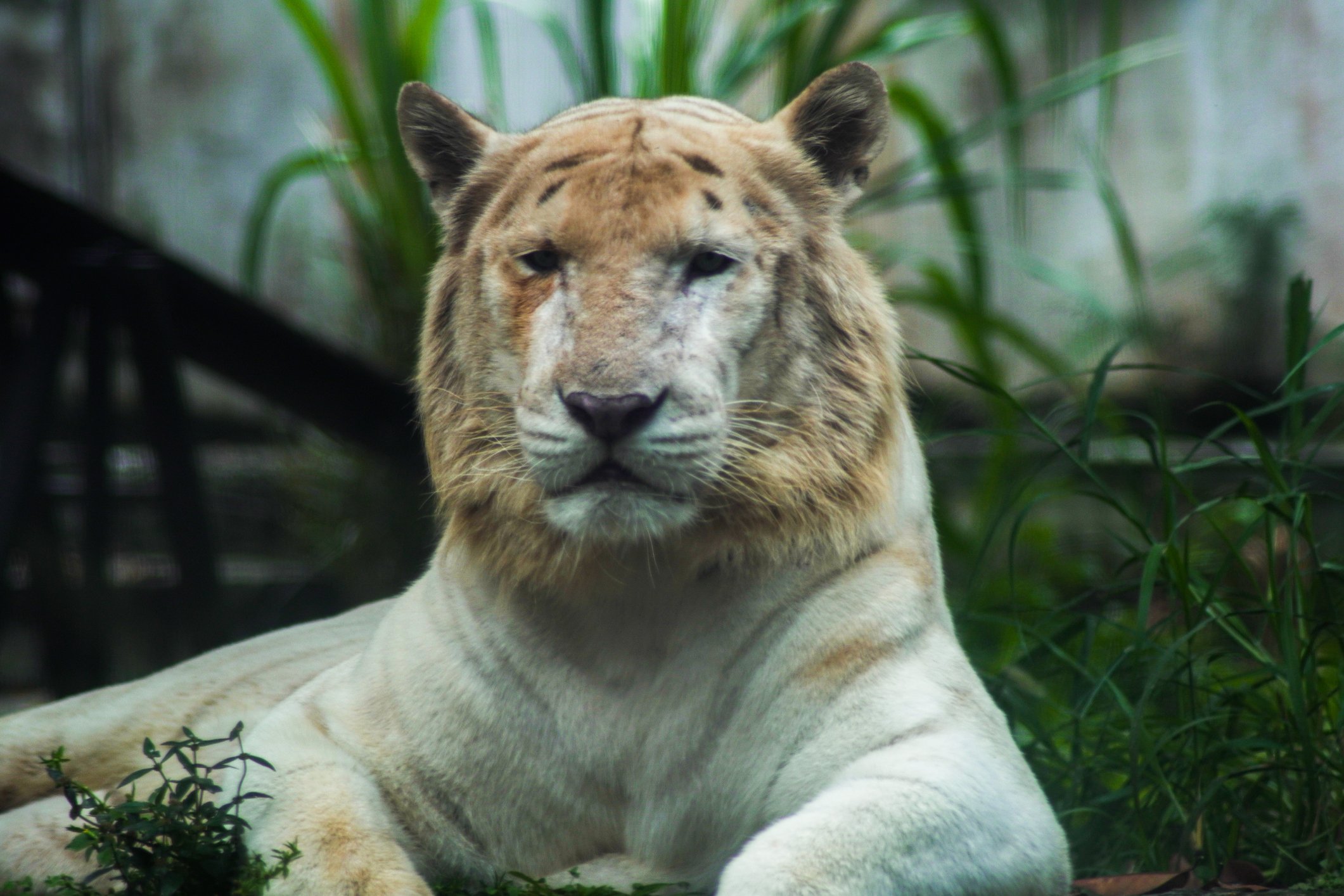 Qual é o jogo do tigre que ganha dinheiro? - Leia Notícias