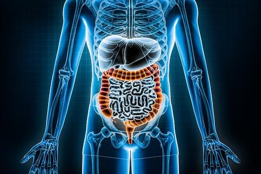 Micróbios do intestino ganham novas funções após a morte do corpo. (Fonte: GettyImages/Reprodução)