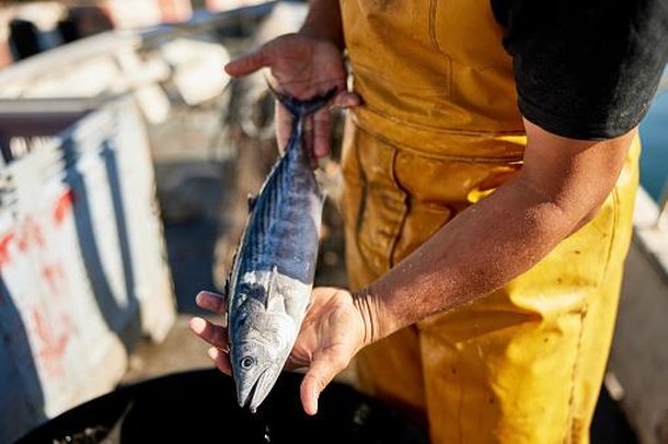 É importante analisar bem o peixe antes de comprar e consumir