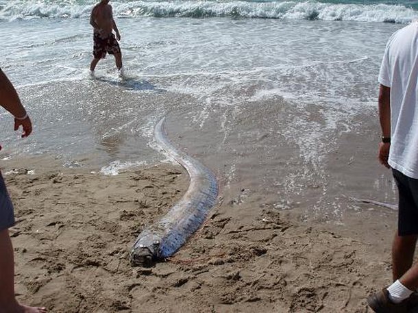 Peixe-remo, a serpente do mar
