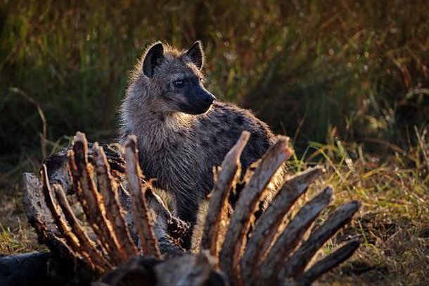 Ancestrais das hienas atuais viviam de carcaças, assim como hoje. (Fonte: Getty Images)