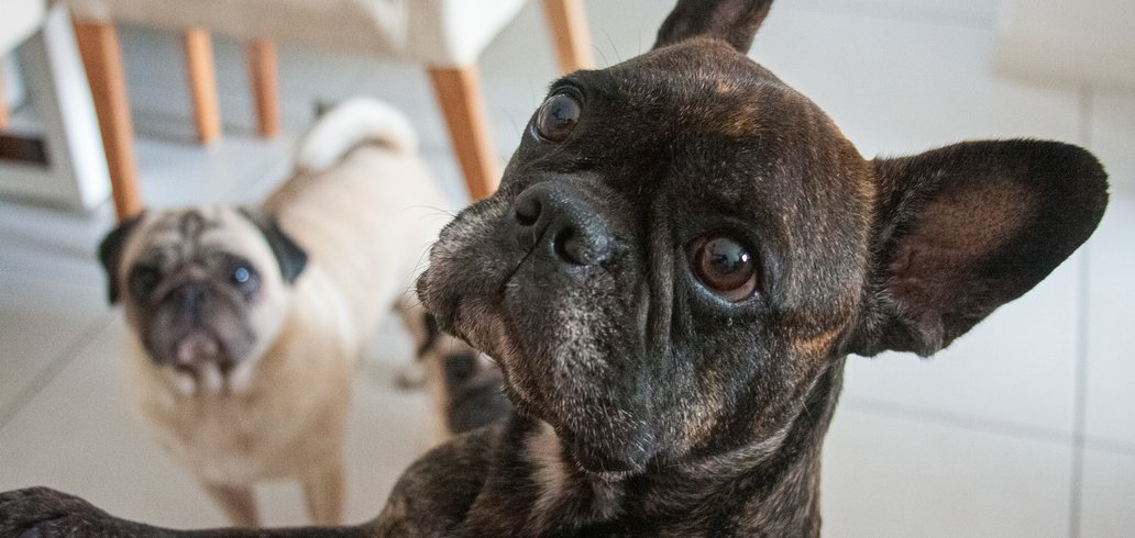 Holanda proíbe criação de raças de cães braquicefálicos, como pugs e  buldogues - Mega Curioso