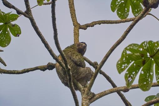 As fêmeas sobem no topo das árvores e emitem o grito que dá início ao processo de acasalamento