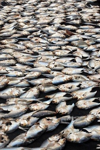 Muitos peixes morrem devido às altas temperaturas
