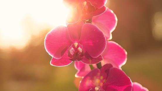 Orquídeas estão no grupo de flores em risco de extinção. (Fonte: Getty Images/Reprodução)