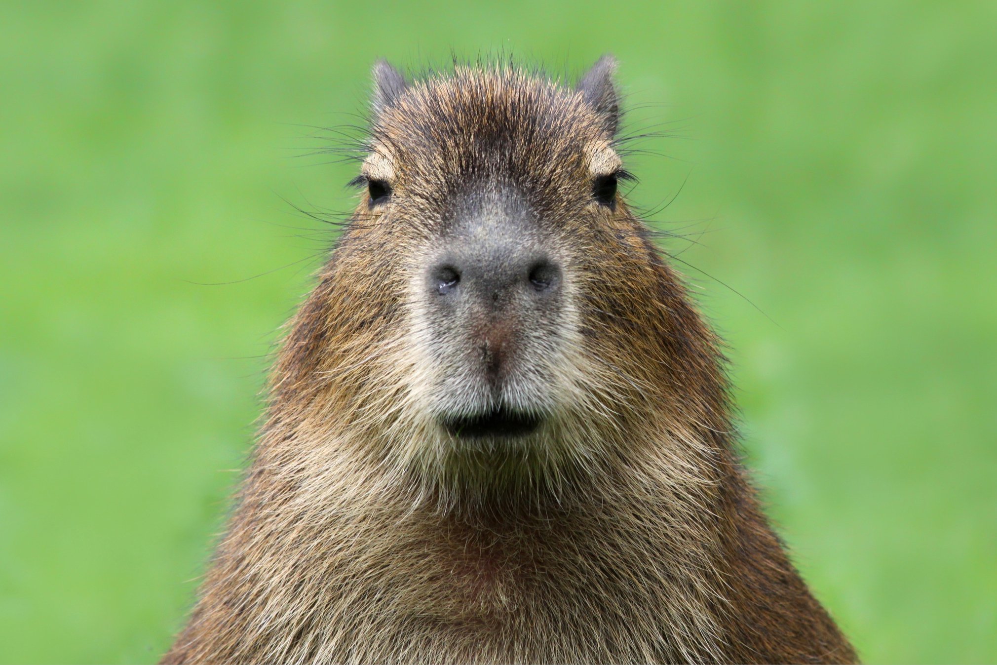 A verdade não contada: Capivara Filó, tiktoker Agenor e situação