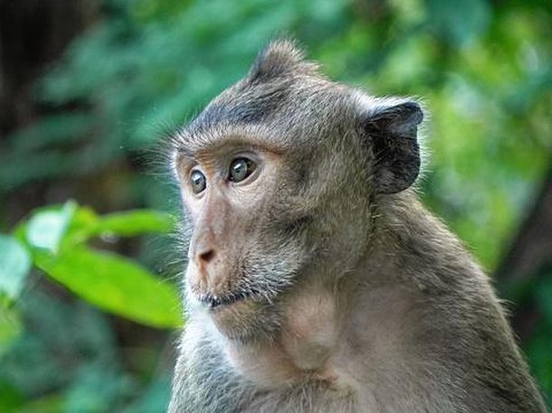 Macaco da espécie Macaca fascicularis