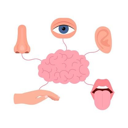 O cérebro processa as informações dos sentidos
