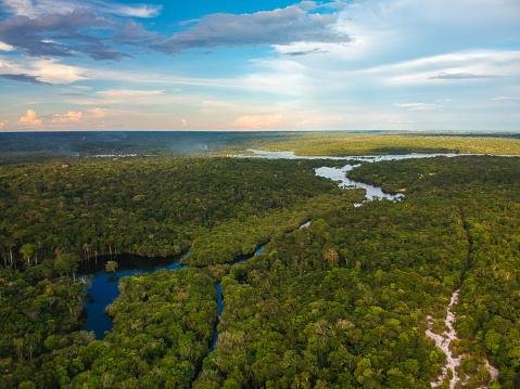 Camu-camu vai ajudar a floresta amazônica a se recuperar do desmatamento. (Fonte: Getty Images / Reprodução)