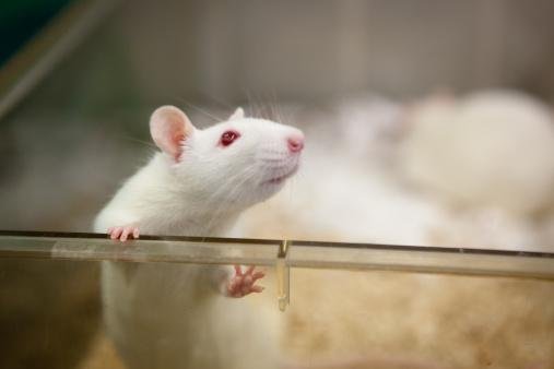 O estudo transferiu microbioma intestinal dos pacientes para ratos