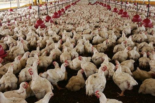 Para suprir a demanda por carne, a vida dos frangos não é nada atrativa. (Fonte: Getty Images/Reprodução)