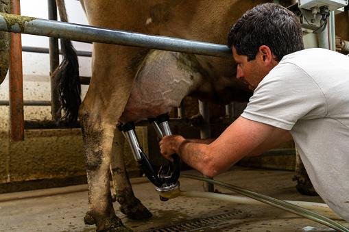 Vacas leiteiras sofrem constantemente pela necessidade de produção. (Fonte: GettyImages/Reprodução)