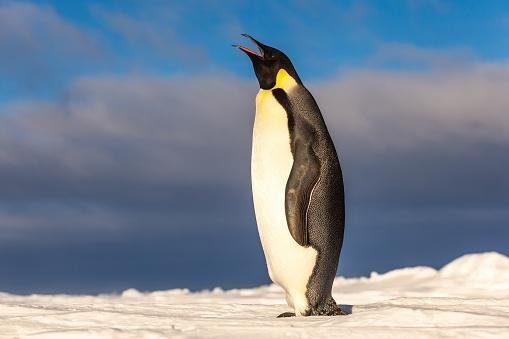 Pinguim-imperador
