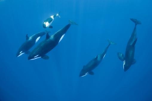 As orcas ensinam comportamentos umas às outras. (Fonte: Getty Images/Reprodução)
