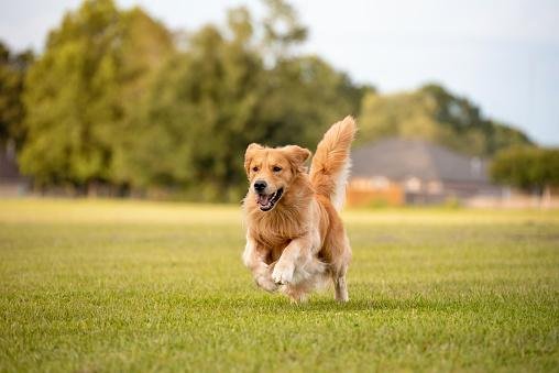 Na presença de um determinado gene, cães viveram, em média, até os 13 anos. (Fonte: Getty Images/Reprodução)