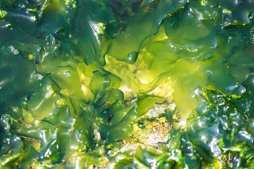 Pesquisadores acreditam que antigas populações estavam cientes dos benefícios nutricionais das algas marinhas. (Fonte: Getty Images/Reprodução)