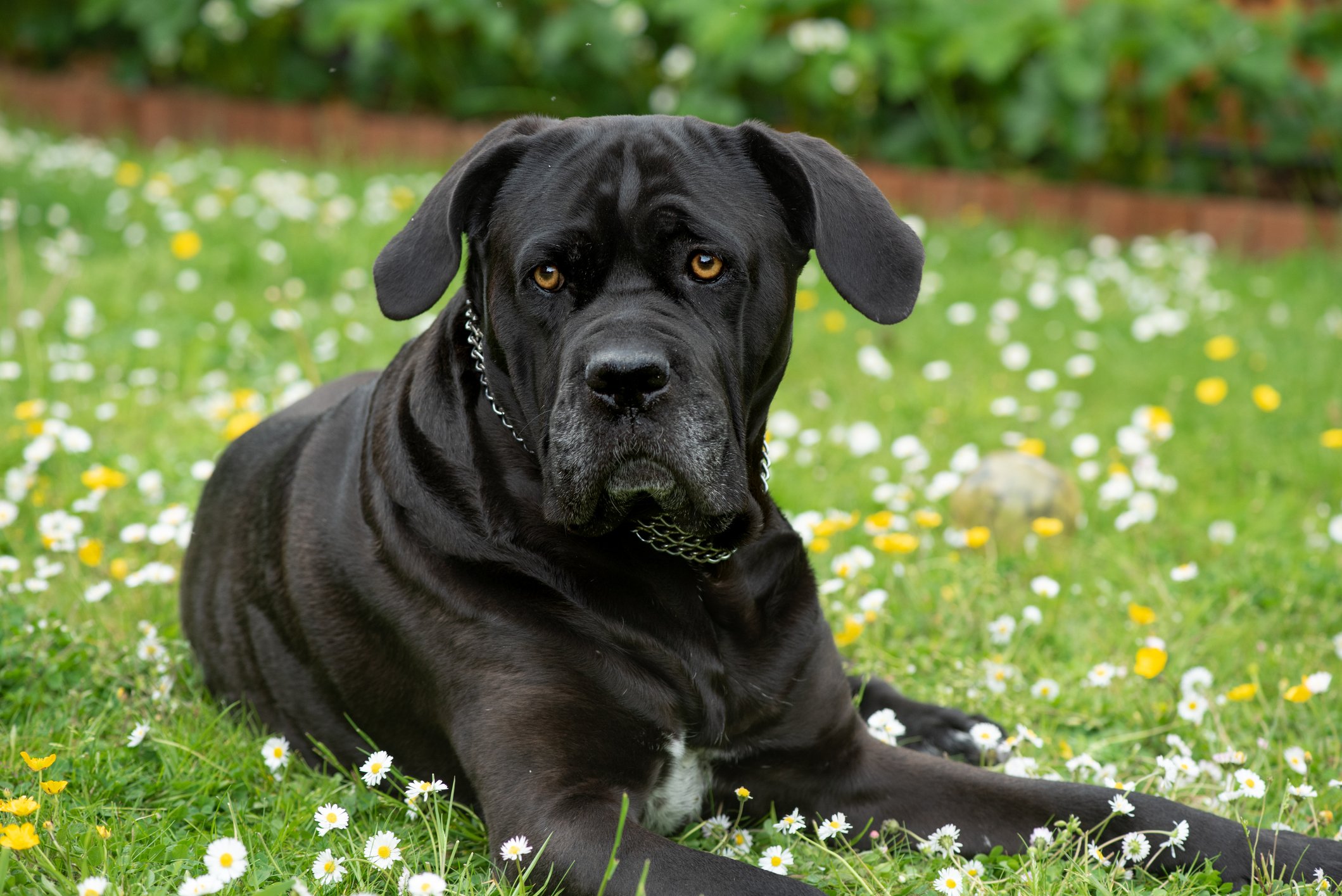 Cane Corso - Raças de Cães Grandes - Cão Nosso - Treino Canino