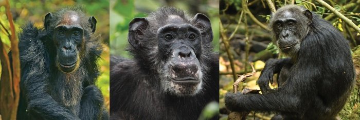 Participante do estudo, a chimpanzé MARL, à esquerda, viveu até os 69 anos. (Fonte: David P. Watts/Kevin E. Langergraber/Kevin Lee/Science/Reprodução)