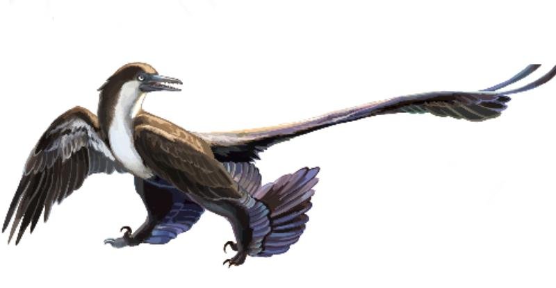Archaeoraptor, o "elo perdido" entre aves e dinossauros, era na verdade uma farsa. (Fonte: Wikimedia Commons / Reprodução)