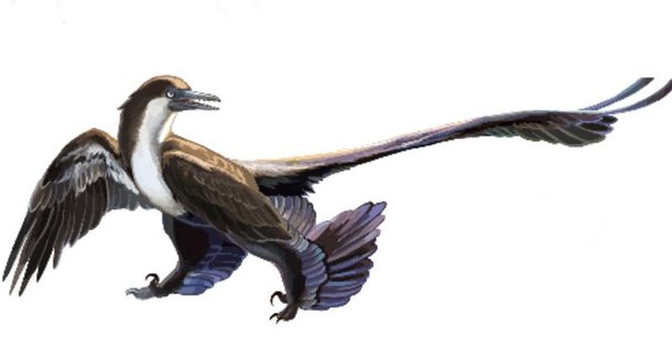 Archaeoraptor, o 