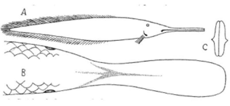 Ompax spatuloides chegou a ser catalogado como criatura real na Austrália. (Fonte: Wikimedia Commons / Reprodução)