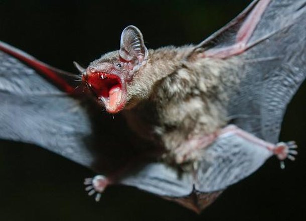 O morcego-vampiro-comum (Desmodus rotundus). (Fonte: GettyImages/Reprodução)
