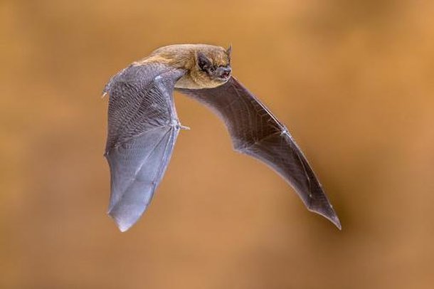 Morcegos-vampiros também comem insetos e frutas. (Fonte: GettyImages/Reprodução)