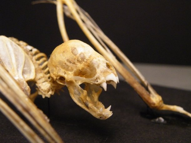 Esqueleto de um morcego-vampiro comum (Desmodus rotundus). (Fonte: WikimediaCommons/Reprodução)