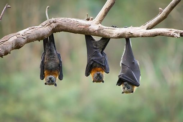 Morcegos podem transmitir raiva se estiverem contaminados. (Fonte: GettyImages/Reprodução)