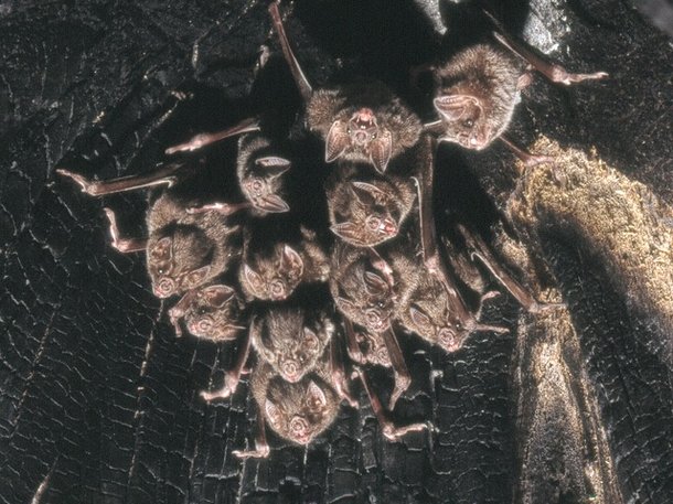 Localizada em San Antonio, no Texas, a Bracken Cave é considerada a maior colônia de morcegos do mundo, com cerca de 20 milhões de indivíduos.(Fonte: WikimediaCommons/Reprodução)