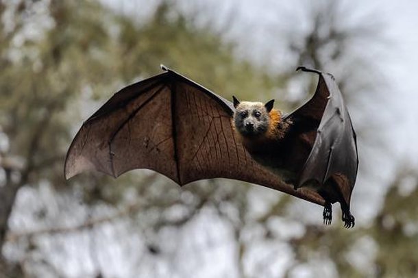 Morcegos polinizam e espalham sementes. (Fonte: GettyImages/Reprodução)