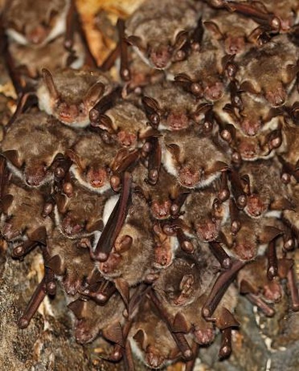 Fezes do morcego são nutritivas. (Fonte: GettyImages/Reprodução)