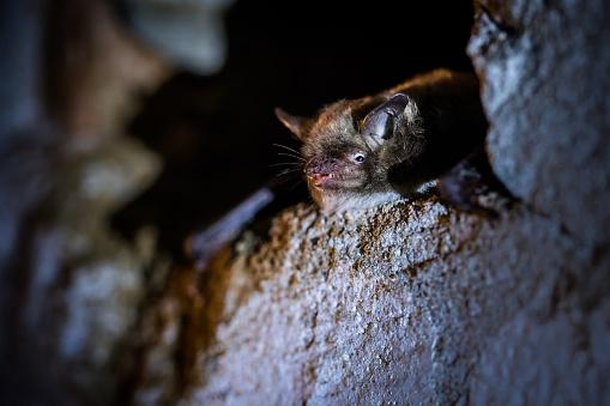 Morcegos se adaptam muito bem a diferentes ambientes. (Fonte: GettyImages/Reprodução)