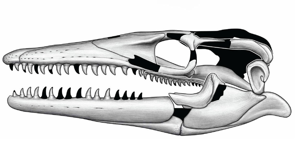 Crânio do Jormungandr wahallaensis. (Fonte: American Museum of Natural History/Reprodução)