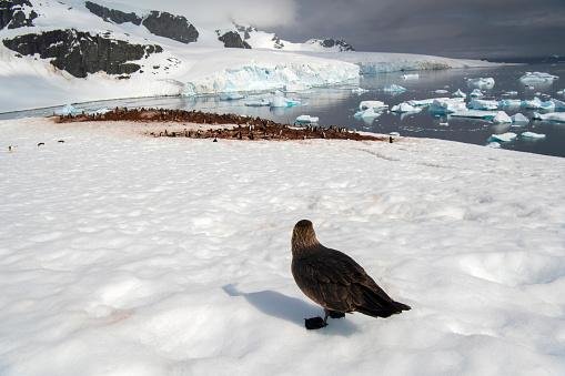 Região em que as skua marrons foram encontradas mortas é conhecido por ser um local em que diversas aves se reproduzem. (Fonte: Getty Images)